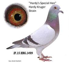 hardys-special-hen